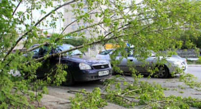 Приора упало дерево