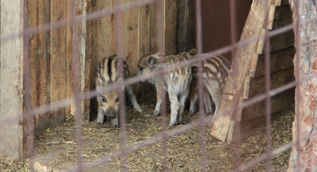 В первоуральском зоопарке теперь шестеро кабанят: трое в полосочку, трое — пятнистых
