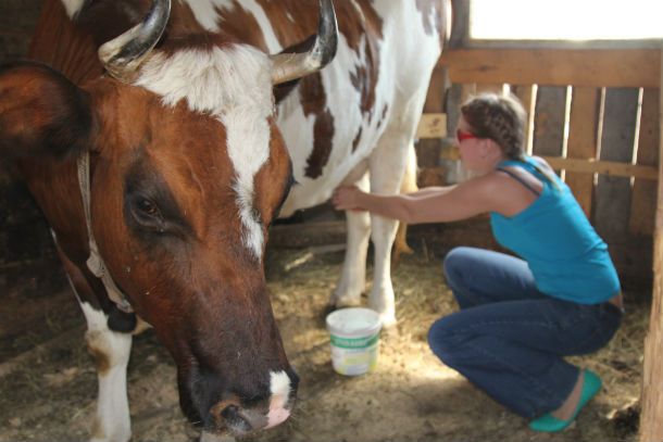 Профилактика самовысасывания и высасывания молока у других животных