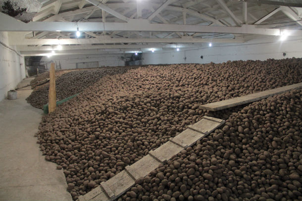 Запасы картофеля в СХПК "Битимский" Фото Анны Неволиной
