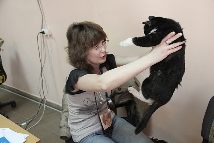Ветеринар Екатерина Скорынина осматривает котейку и ставит диагноз: "Хорошая, чистенькая и ...беременная" 