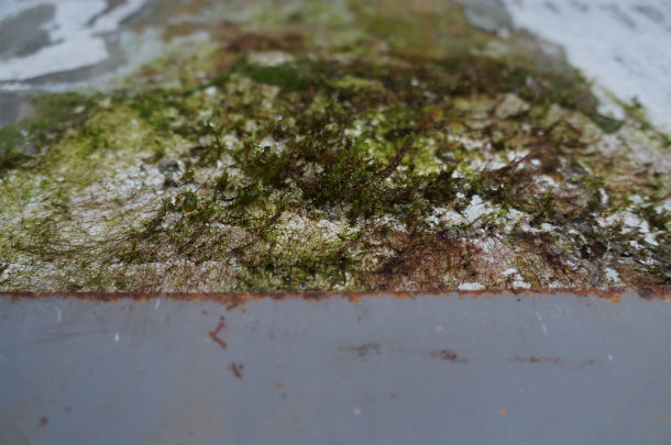 Вот такой мох начал расти на входной группе Фото Ольги Хмелевой