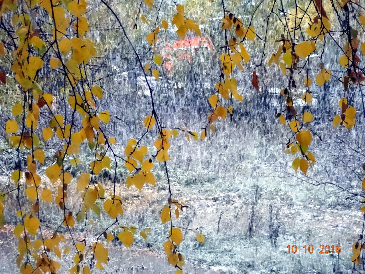 Первый снег на желтых листьях