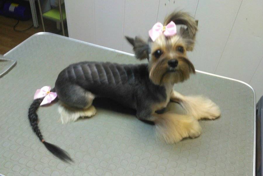 Подстрижем хоть под кого — Городские вести