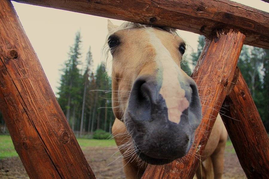 Лошадь прыгает через машину