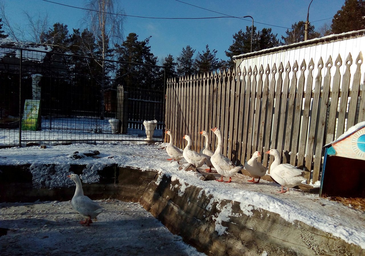 В первоуральском зоопарке гуси отпраздновали новоселье. Похоже, они  довольны! — Городские вести