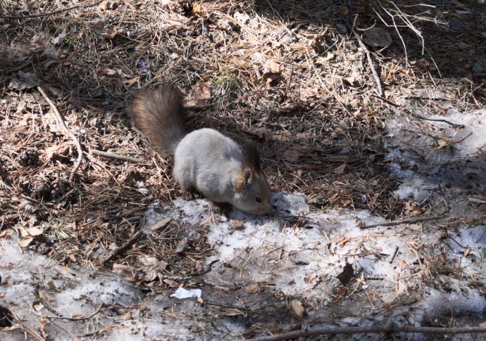 Дети, белки и коты. В Первоуральск пришла весна! — Городские вести