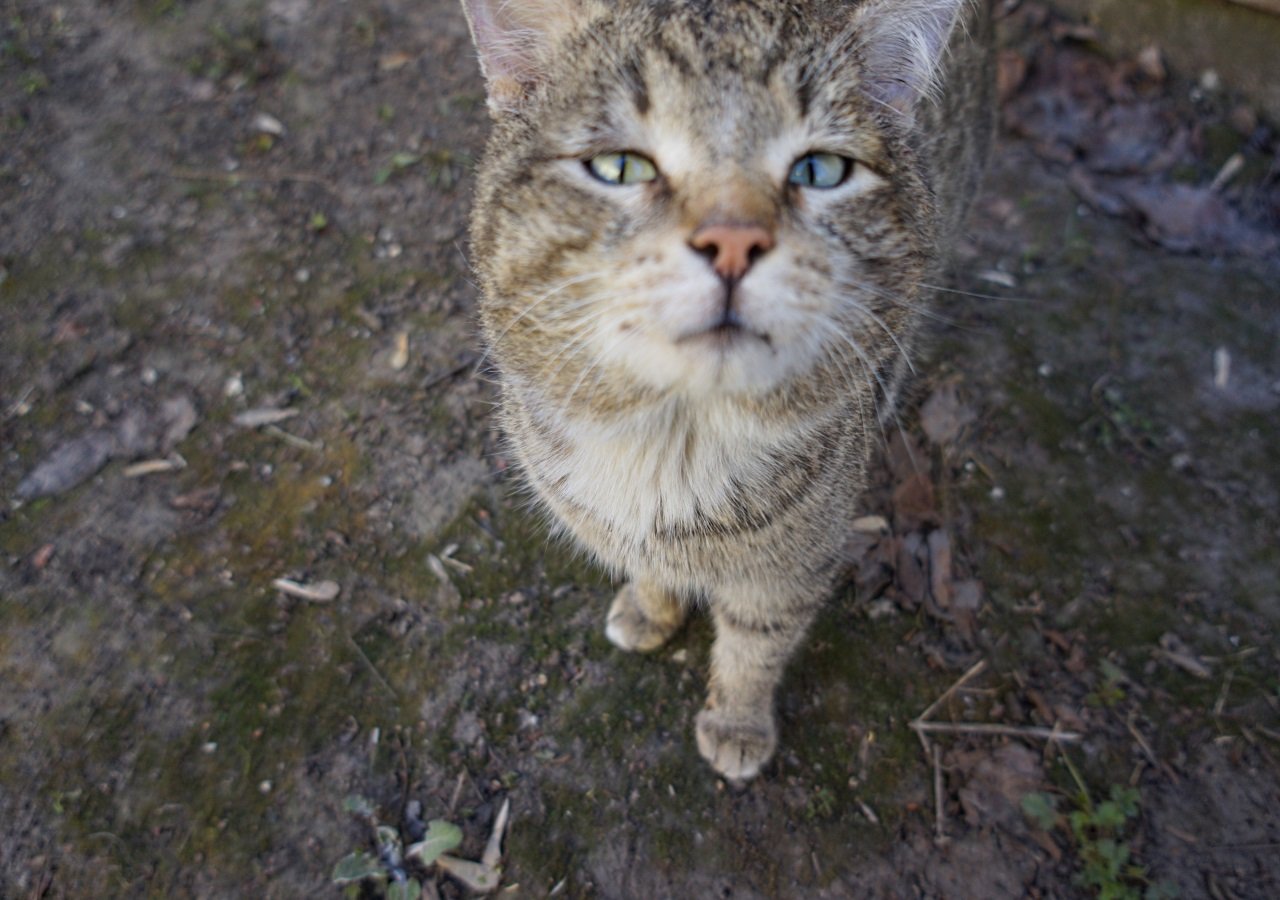 Дети, белки и коты. В Первоуральск пришла весна! — Городские вести