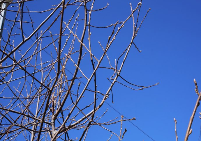 Дети, белки и коты. В Первоуральск пришла весна! — Городские вести