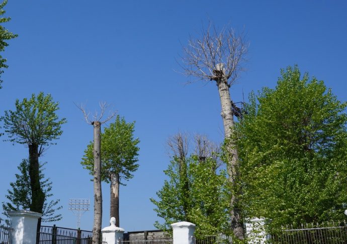 Картинки деревья в городе