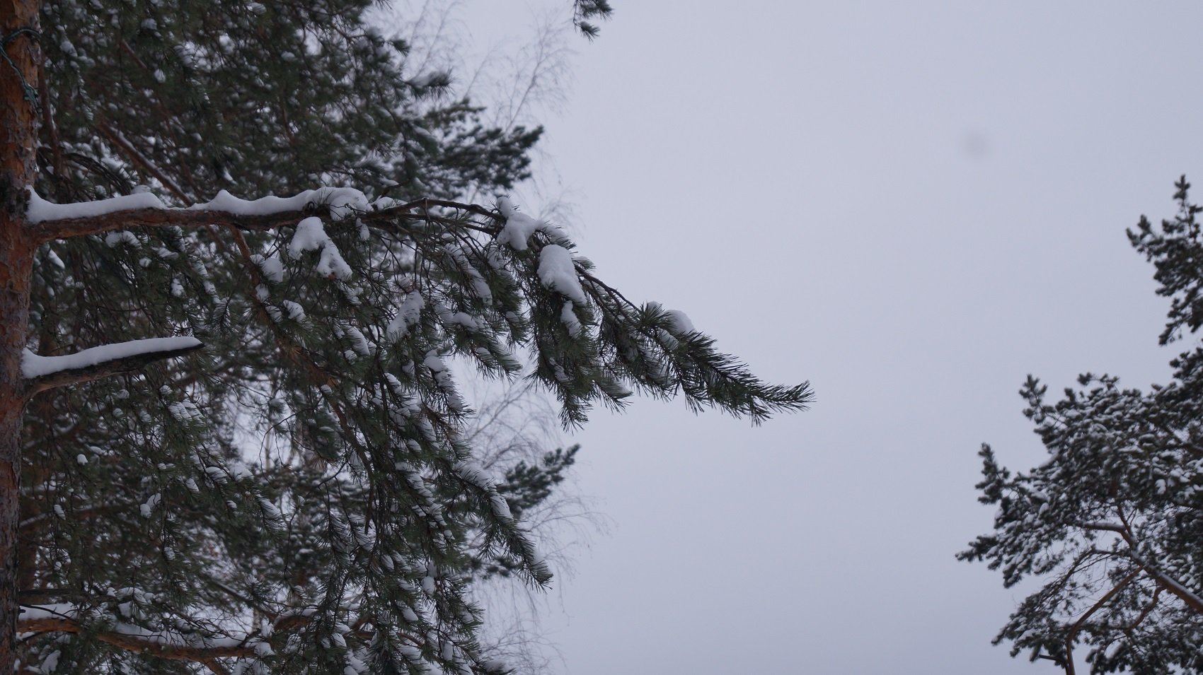 Елки, варежки, гирлянды. Как выглядит Первоуральск в декабре .