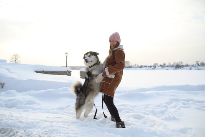 Маламут собака фото с человеком