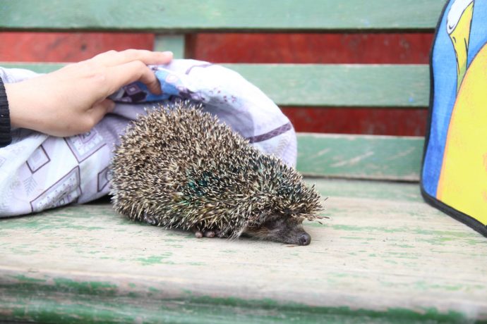 Зооволонтеры спасли ежа, который чуть не лишился лапки — Городские вести