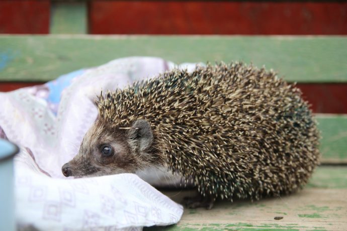 Зооволонтеры спасли ежа, который чуть не лишился лапки — Городские вести