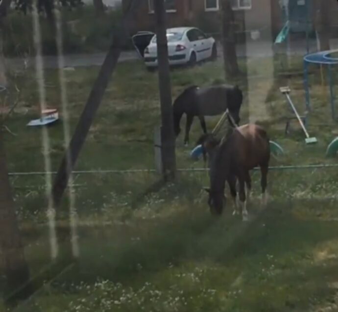 «Никто не может предугадать, как поведет себя эта скотина». В ...