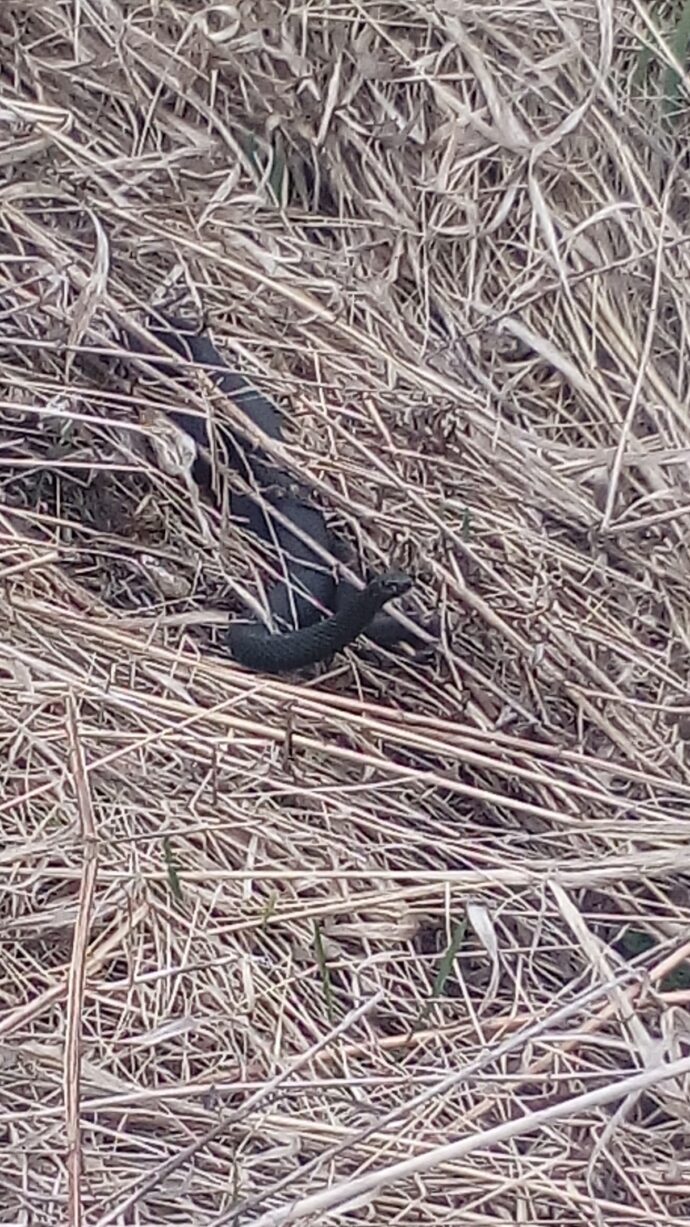 В Первоуральске появились змеи. Они ползают прямо по улицам — Городские ...