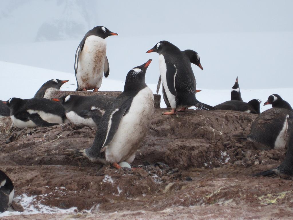 Наблюдатель пенгвиго. Пингвинья почта порт-Локрой, Антарктида. Вакансия наблюдатель за пингвинами. Поднимать пингвинов в антарктиде вакансии