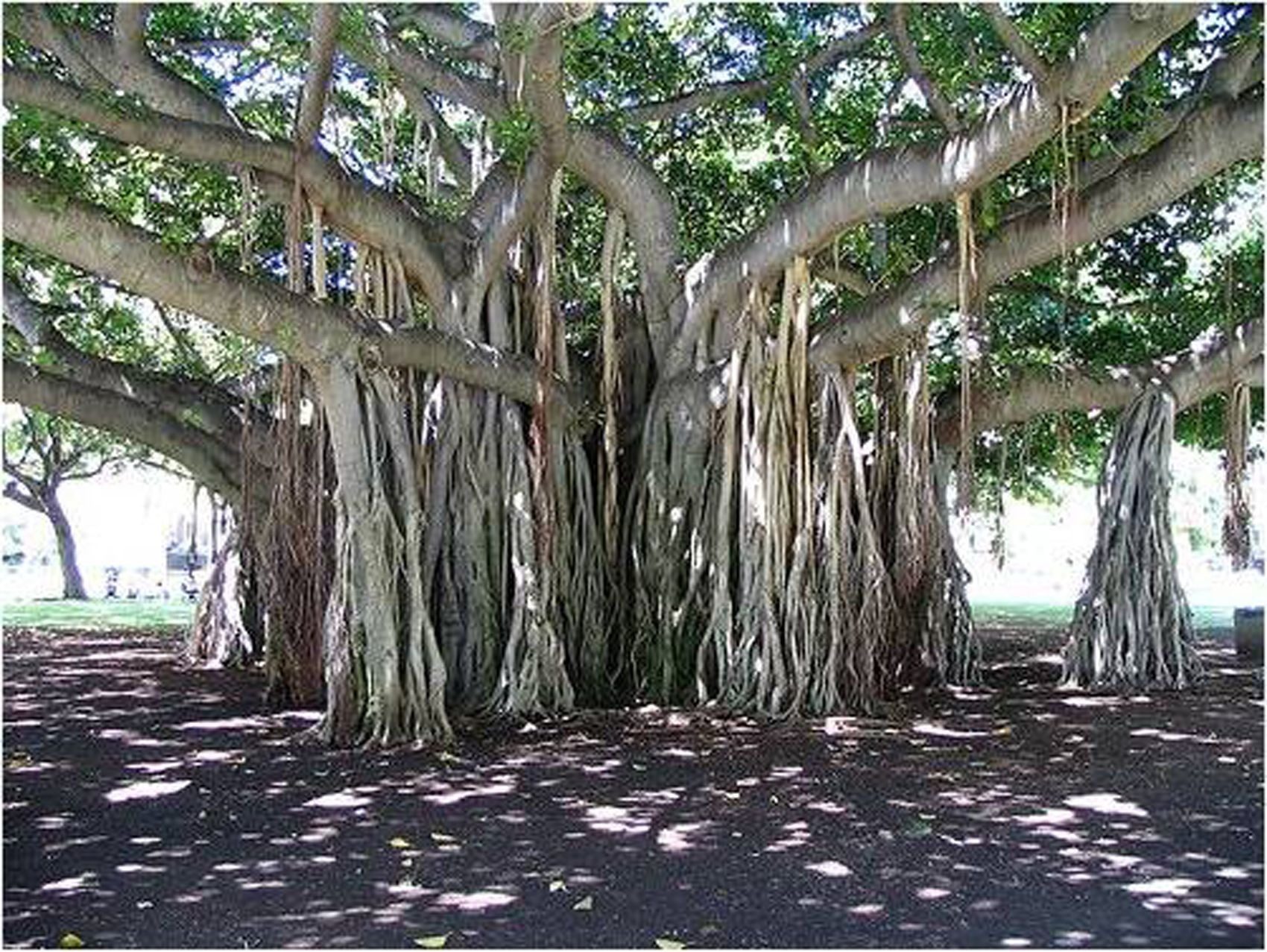 Баньян дерево на Маврикии